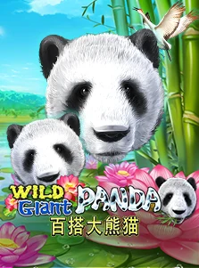 Wild Giant Panda
